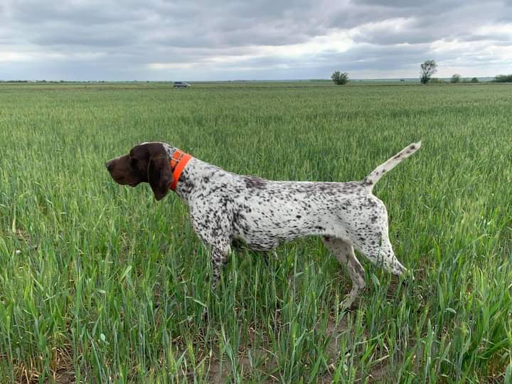 IDOLO VOM JAGDHUNDEGESTIRN