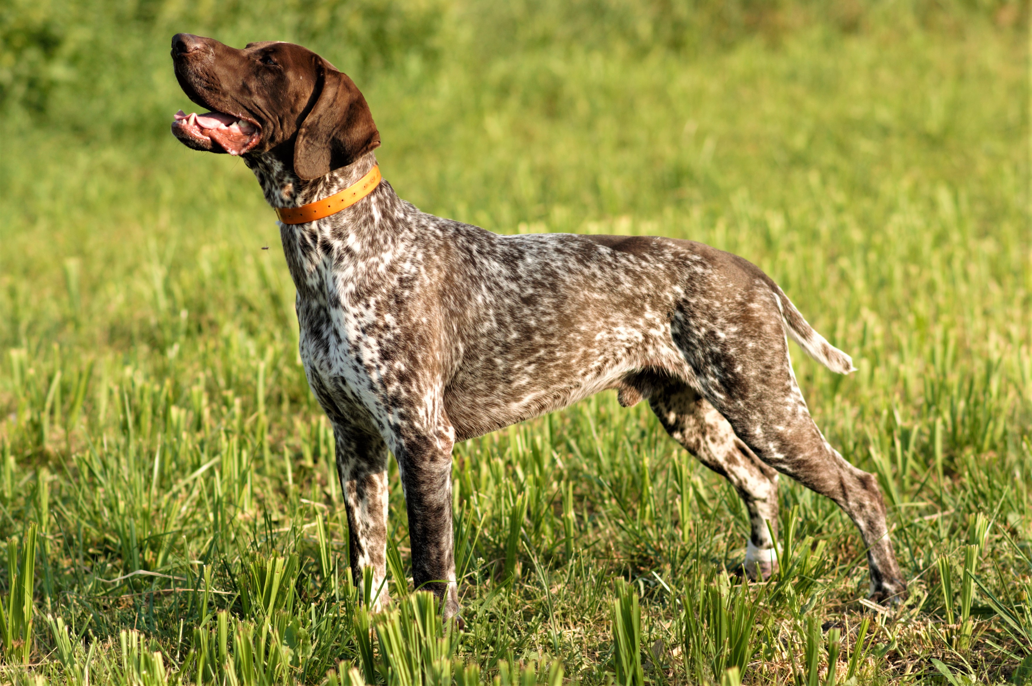 ARCHIBALD Ehrenhof der Jagd