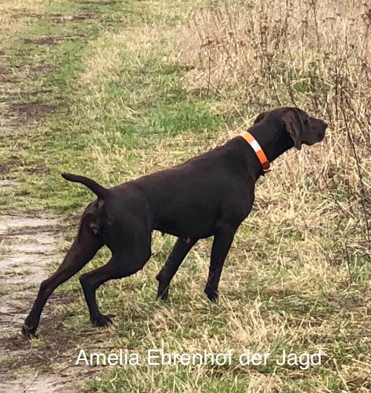 Amelia Ehrenhof der Jagd