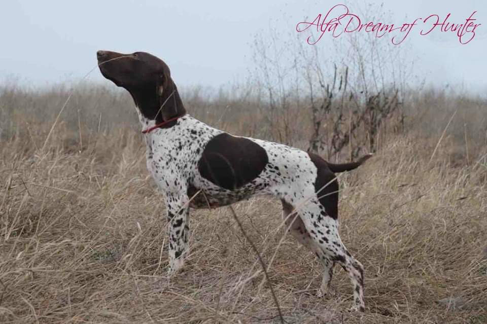 ALPHA DREAM OF HUNTER