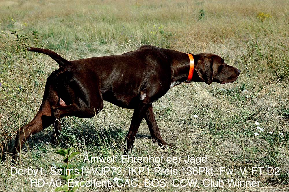 Amwolf Ehrenhof der Jagd
