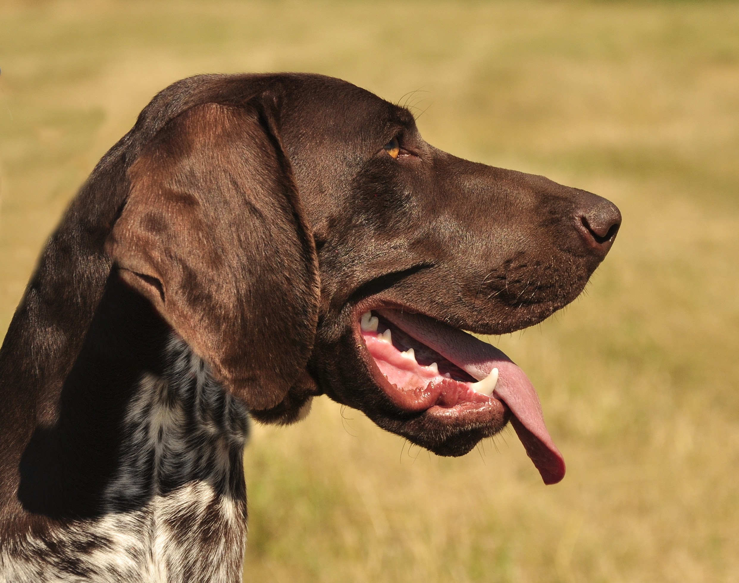 INGA VOM JAGDHUNDEGTSTIRN