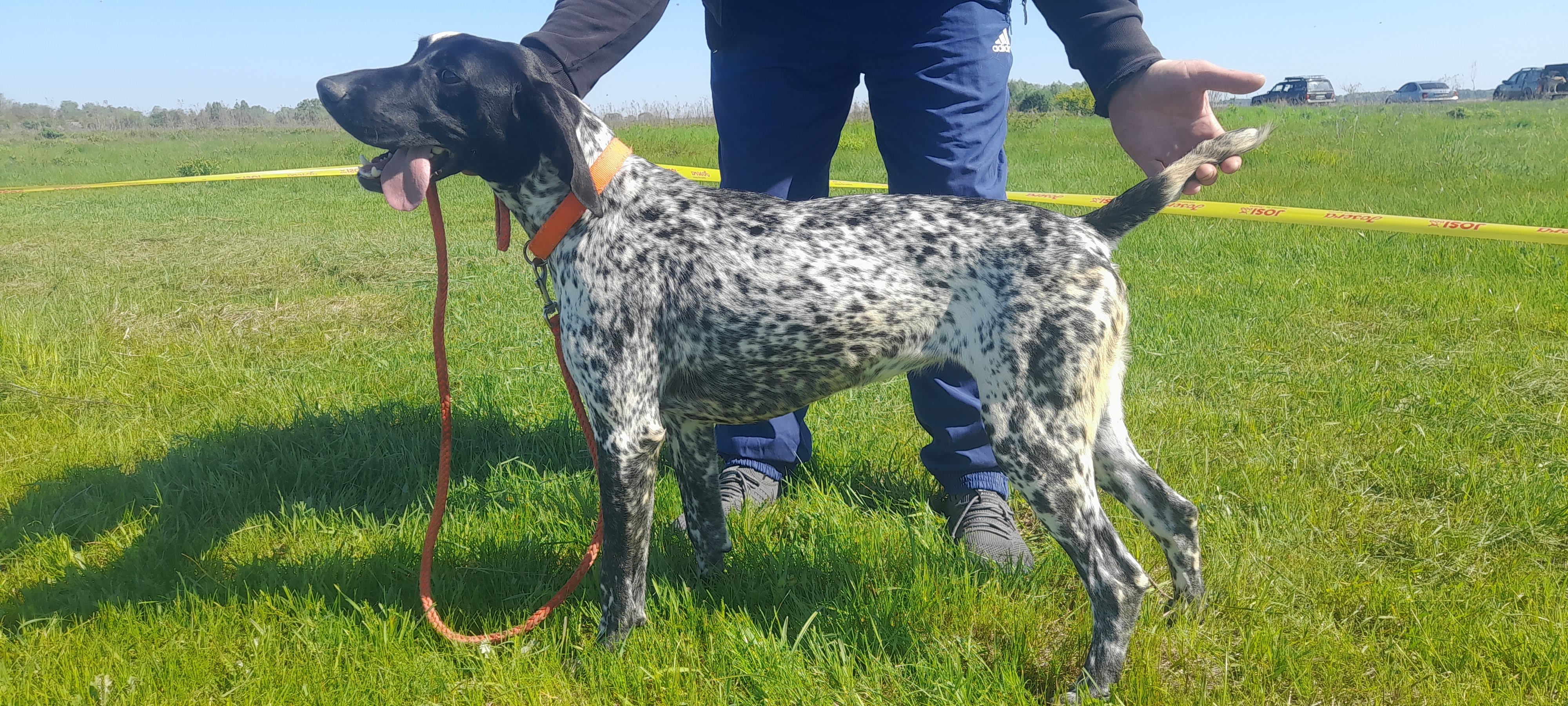 LEI VOM JAGDHUNDEGESTIRN